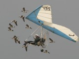 Dux2003_023 - Christian Moullec with his amazing birds flying in formation